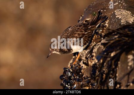 Ruddy Turnstone (Arenaria interpres) an der Küste von East Yorkshire in Golden Hour Stockfoto