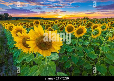 Viele Reihen von Sonnenblumen auf einem Feld im Sommer. Landschaft am Abend bei Sonnenuntergang. Blühende Blüten mit geöffneten gelben Blüten und Samen. Erntegut Stockfoto