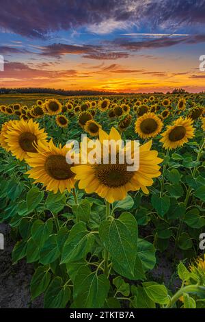 Große geöffnete Blumen von vielen Sonnenblumen auf einem landwirtschaftlichen Feld. Abendliche Stimmung der Landschaft. Feld mit vielen Feldfrüchten bei Sonnenuntergang. Rot-gelb-orange Wolken Stockfoto