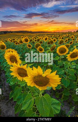 Feld mit vielen Feldfrüchten bei Sonnenuntergang. Reihen voller Blumen schaffen eine abendliche Atmosphäre in einer Landschaft. Große geöffnete Sonnenblumenblumen auf einer Landwirtschaftsanlage Stockfoto