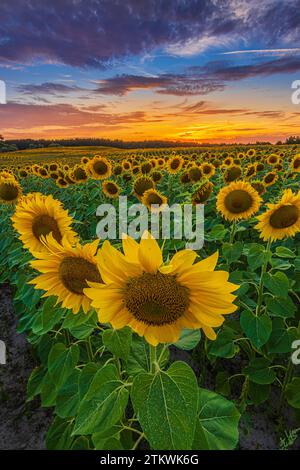 Idyllischer Moment einer Landschaft am Abend. Feld mit vielen Feldfrüchten bei Sonnenuntergang. Große geöffnete Sonnenblumenblumen auf einem landwirtschaftlichen Feld. Stockfoto