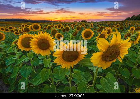 Landschaft im Sommer. Am Abend gab es viele Sonnenblumen bei Sonnenuntergang. Geöffnete Blüten mit grünen Blättern und Stängeln. Pflanzen mit vielen Blumen und bunten Stockfoto