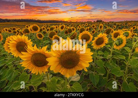 Feld mit vielen Sonnenblumen während der Blütezeit. Sommertag mit vielen Wolken in den Farben gelb orange rot bei Sonnenuntergang. Dramatischer Himmel. Zuschneiden Stockfoto