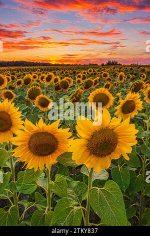 Sonnenblumen bei Sonnenuntergang. Landschaft im Sommer dramatischer Himmel am Abend. Feld mit vielen Blumen. Sommertag mit vielen Wolken in den Farben gelbe Wolken Stockfoto