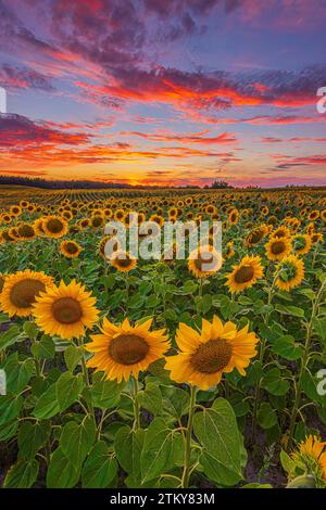 Landschaft bei Sonnenuntergang. Sonnenblumen im Sommer mit dramatischem Abendhimmel. Feld mit vielen Blumen. Sommertag mit vielen Wolken in gelb-orange Stockfoto