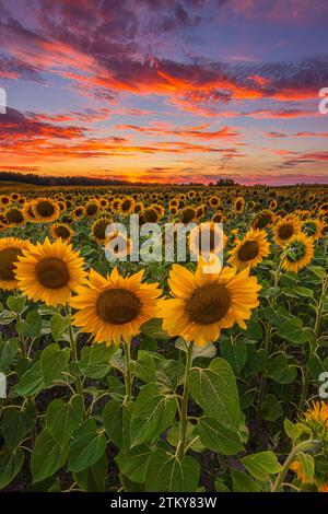 Landschaft im Sommer. Sonnenuntergang mit dramatischem Himmel. Feld mit vielen Sonnenblumen. Sommertag mit vielen Wolken in den Farben gelb orange rot. Zuschneiden Stockfoto