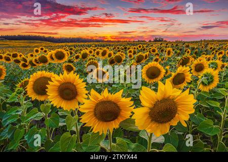 Feld mit vielen Sonnenblumen am Sommerabend. Landschaft mit Sonnenuntergang. Pflanzen mit offenen gelben Blüten. Bewölkter, dramatisch aussehender Himmel mit vielen Wolken Stockfoto