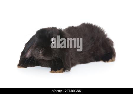 Kleines dekoratives Faltkaninchen in Schwarz, isoliert auf weißem Hintergrund Stockfoto