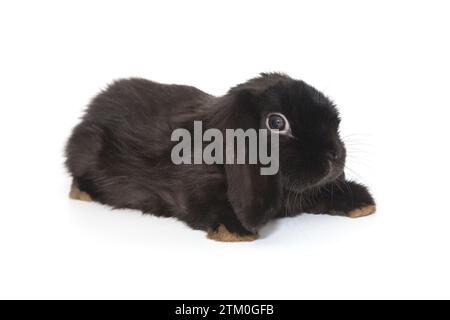 Kleines dekoratives Faltkaninchen in Schwarz, isoliert auf weißem Hintergrund Stockfoto