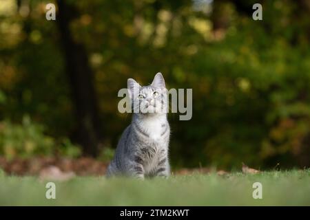 Niedliche Tabbykatze draußen im Garten mit grünem Gras und Bäumen im Hintergrund Stockfoto