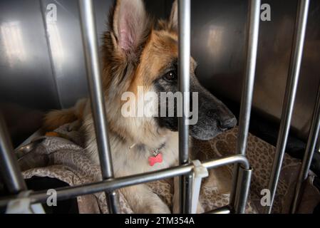 Unglückliche Hunde werden in Käfigen für die lange Fährfahrt von Spanien nach Großbritannien gehalten Stockfoto