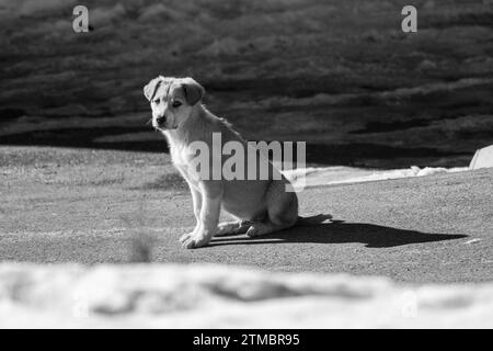 Porträt des jungen Welpen, posiert für Fotos. Gemischte Rasse. Anatolischer Schäferhund, aidi und Jack Russell Terrier. Stockfoto