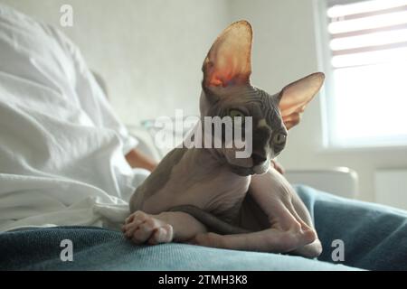 Haustiere. Ungewöhnliche Katzen. Wie man sich um Haarkatzen kümmert. Graue Sphynx-Katze sitzt auf seinen Händen und schaut in die Kamera. Stockfoto