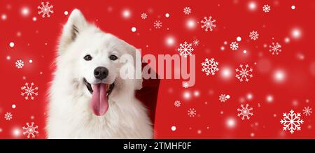 Niedlicher samoyed-Hund im Weihnachtsmann-Hut und fallender Schnee auf rotem Hintergrund mit Platz für Text Stockfoto