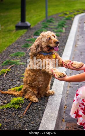Freundlicher Cocker Spaniel Hund, der die Hände eines Menschen hält Stockfoto
