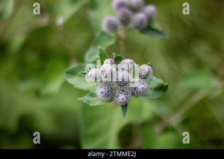 Nahaufnahme von Arctium tomentosum, auch bekannt als Wollklette oder Flaumklette, gehört zu einer Familie von asteraceae. Stockfoto