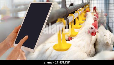 Digitale Datenerhebung in einem Geflügelhaltungsbetrieb. Digitales Tablet mit leerem Bildschirm vor Hühnern auf der Geflügelfarm. Intelligente Landwirtschaft. Stockfoto