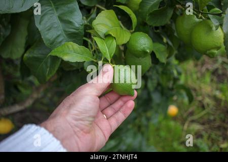 Harvest Connection: Die Essenz frischer Zitronen Stockfoto