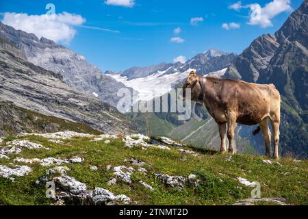 Kuh in den Alpen des Kantons URI, Schweiz Stockfoto