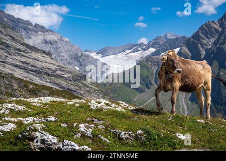 Kuh in den Alpen des Kantons URI, Schweiz Stockfoto