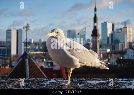 Seemöwen auf einer Aussichtsplattform des alten Tallinn. Möwe vor dem Panoramablick auf die Altstadt von Tallinn, Estland. Stockfoto