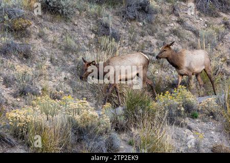 Weibliche Elche, die einen Pfad im Yellowstone-Nationalpark entlang laufen Stockfoto