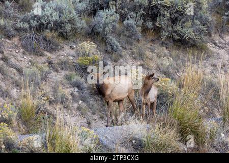 Weibliche Elche, die einen Pfad im Yellowstone-Nationalpark entlang laufen Stockfoto