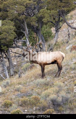 Männliche Elche im Yellowstone-Nationalpark während der Brunstsaison Stockfoto