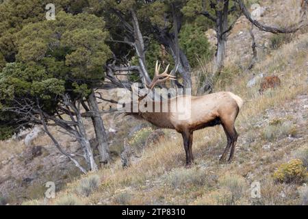 Männliche Elche im Yellowstone-Nationalpark während der Brunstsaison Stockfoto