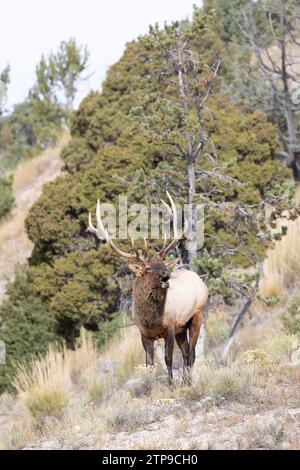 Männliche Elche im Yellowstone-Nationalpark während der Brunstsaison Stockfoto