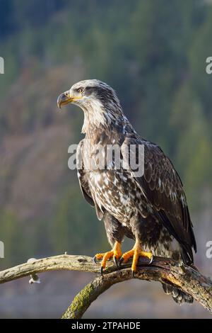 Ein junger Weißkopfseeadler in einem Porträt posiert auf einem Ast in Nord-Idaho. Stockfoto