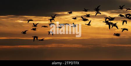 Brant-Schwarm-Flug gegen den stimmungsvollen Abendhimmel Stockfoto