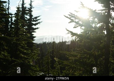 Die untergehende Sonne zieht sich durch die Kiefern entlang des Panorama Ridge Trail in British Columbia und wirft die fernen Berge in eine ruhige Silhouette. Stockfoto