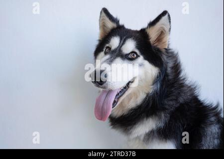 Positives Husky-Hund-Porträt Nahansicht auf weißem Atelierhintergrund Stockfoto