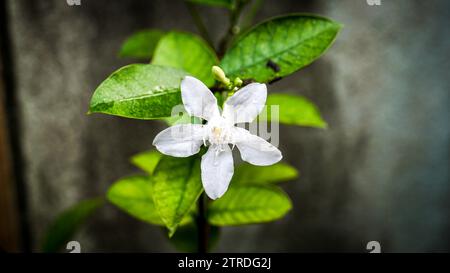 Wrightia antidysenterica, auch bekannt als der Korallenwirbel oder Sweet Indrajao, ist eine faszinierende blühende Pflanze, die tropische und subtropische Re schmeichelt Stockfoto