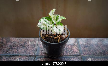 Tropische Zimmerpflanze Epipremnum aureum Manjula Pothos auch „glückliche Blätter“ in einem weißen Topf genannt. Isoliert auf weißem Hintergrund, Kopierraum. Vielseitig Stockfoto