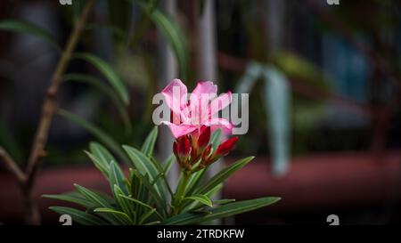 Rosafarbene Blumenpflanze vor dunklem Hintergrund. Rosa Oleander Blume - Nerium Oleander. Nerium Oleander blüht Baum. Pink Nerium Oleander ist ein Sträucher in der Stockfoto