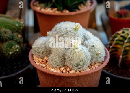 mammillaria, Mammillaria plumosa oder Kaktuspflanze. Federkaktus, Kakteen, die in Terrakotta-Töpfen auf der Veranda angebaut werden. Weiße flauschige Kakteen in der Sammlung Stockfoto