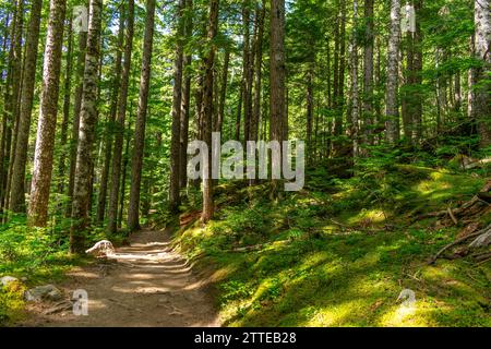 Der Cheakamus Lake Trail schlängelt sich durch einen lebendigen, alten Wald und bietet eine sonnenverwöhnte Reise in das Herz der natürlichen Pracht von British Columbia Stockfoto