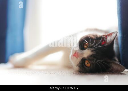 Sonnenbaden Mit Katzen Stockfoto