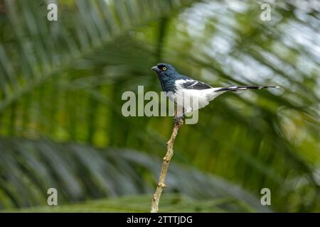 Ein Magpie Tanager (Cissopis leveriana) thront auf einem Ast im Atlantischen Wald (Mata Atlântica) in Brasilien. Stockfoto