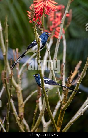 Zwei Magpie-Tanager (Cissopis leveriana), die auf Zweigen im Atlantischen Wald (Mata Atlântica) in Brasilien thronen. Stockfoto