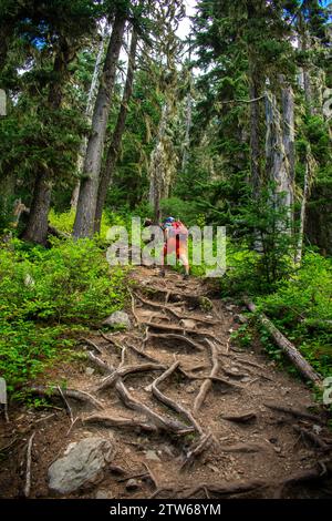 Wanderer navigieren auf einem verwurzelten Pfad durch die grünen Wälder des Wedgemount Lake Trail. Stockfoto