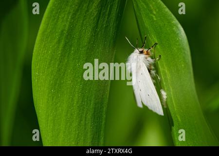 Eier der Musselin-Tigermotte (Diaphora mendica) Stockfoto