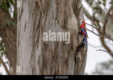 Crimson Rosella (Platycercus elegans) blickt in die Kamera, während sie auf dem Stamm eines Eukalyptusbaums sitzt und im Profil gesehen wird. Stockfoto