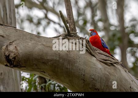 Crimson Rosella (Platycercus elegans) blickt in die Kamera, während sie auf einem Eukalyptuszweig thront. Isoliert vor unscharfem Hintergrund. Stockfoto