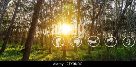 Tourismusressourcen und landwirtschaftliches Lernen, Kautschukplantagen-Landwirtschaft, Lernen über Kautschukanbaugebiete, Zugang zu Kautschukbauern Gemeinschaften, Pano Stockfoto