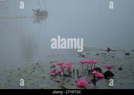 Ein Arbeiter sammelt Plankton an einem nebeligen Morgen am MBB College Lake in Agartala. Tripura, Indien. Stockfoto