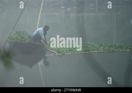 Ein Arbeiter sammelt Plankton an einem nebeligen Morgen am MBB College Lake in Agartala. Tripura, Indien. Stockfoto