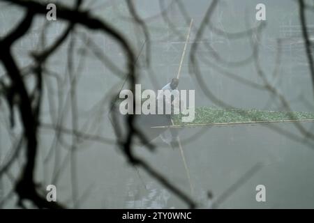 Ein Arbeiter sammelt Plankton an einem nebeligen Morgen am MBB College Lake in Agartala. Tripura, Indien. Stockfoto